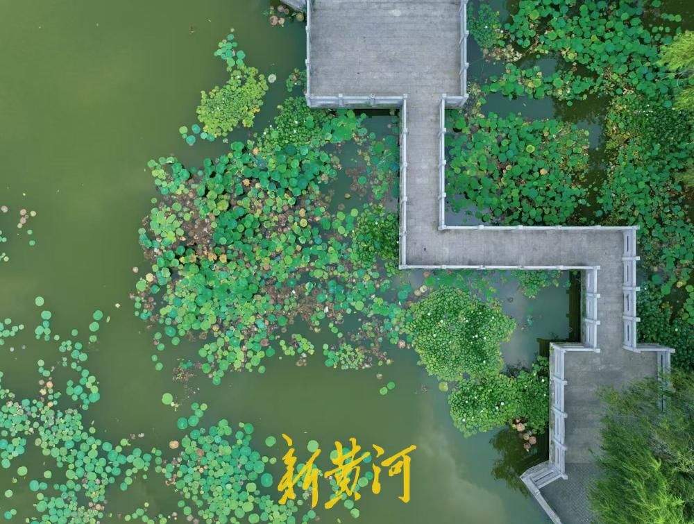 济南闹市藏幽境 一潭青绿醉盛夏