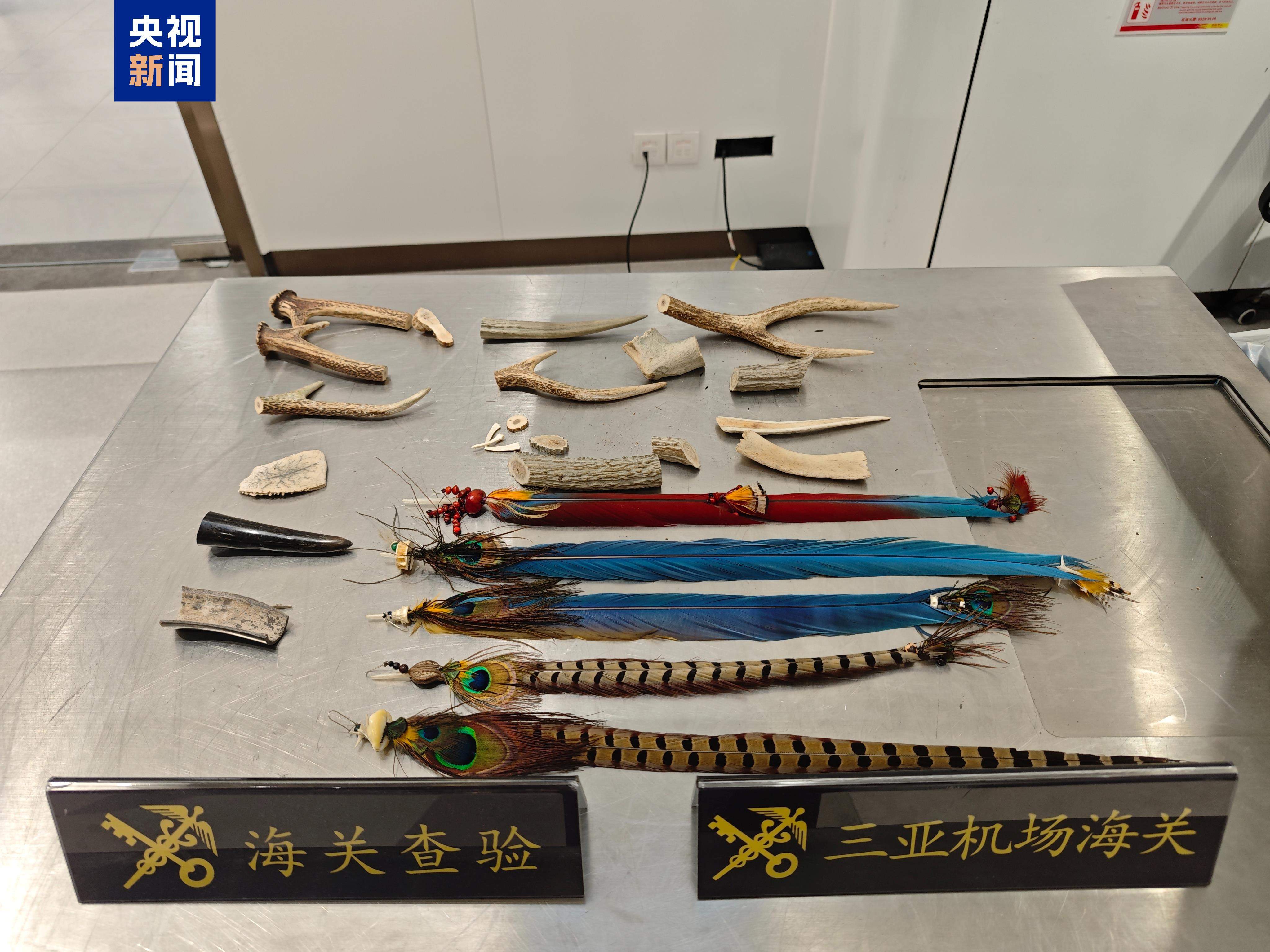 禁止非法携带！三亚机场海关查获多件保护野生动物制品