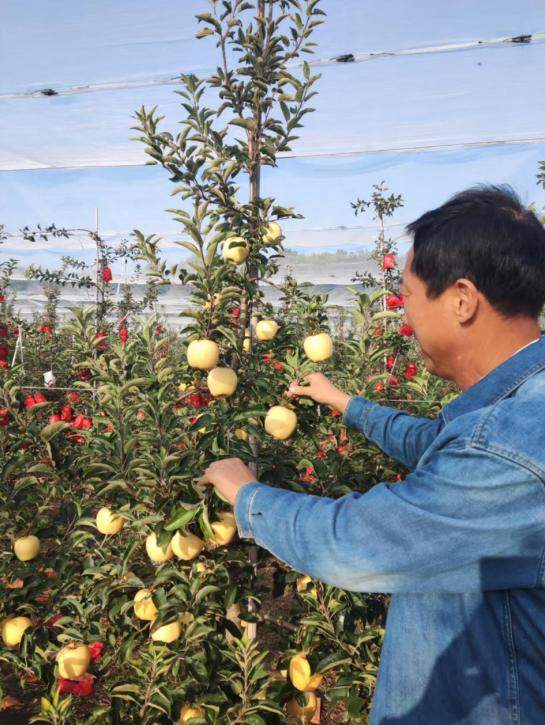 寻味之旅第四站｜烟台小田园：“生态为基” 育沃土，“匠心管理”提品质，解锁苹果“香脆甜”密码