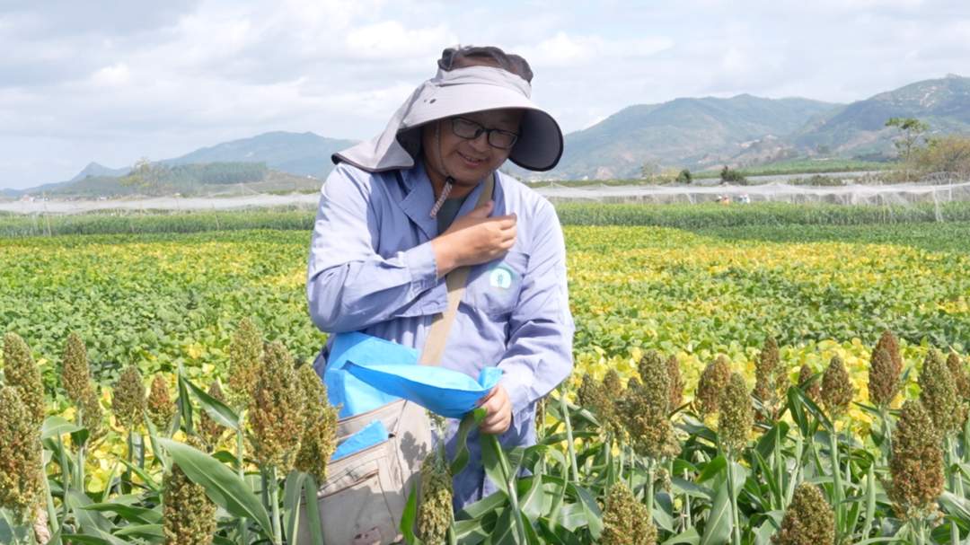 新春走基层·边疆万里行⑦丨高粱地里，他的两个“孩子”终于相遇了
