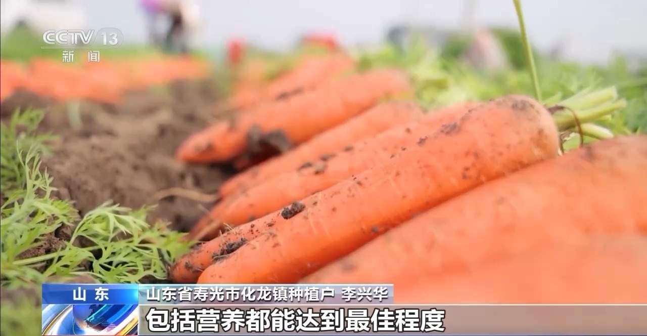 全国种，全球卖，寿光胡萝卜出圈！