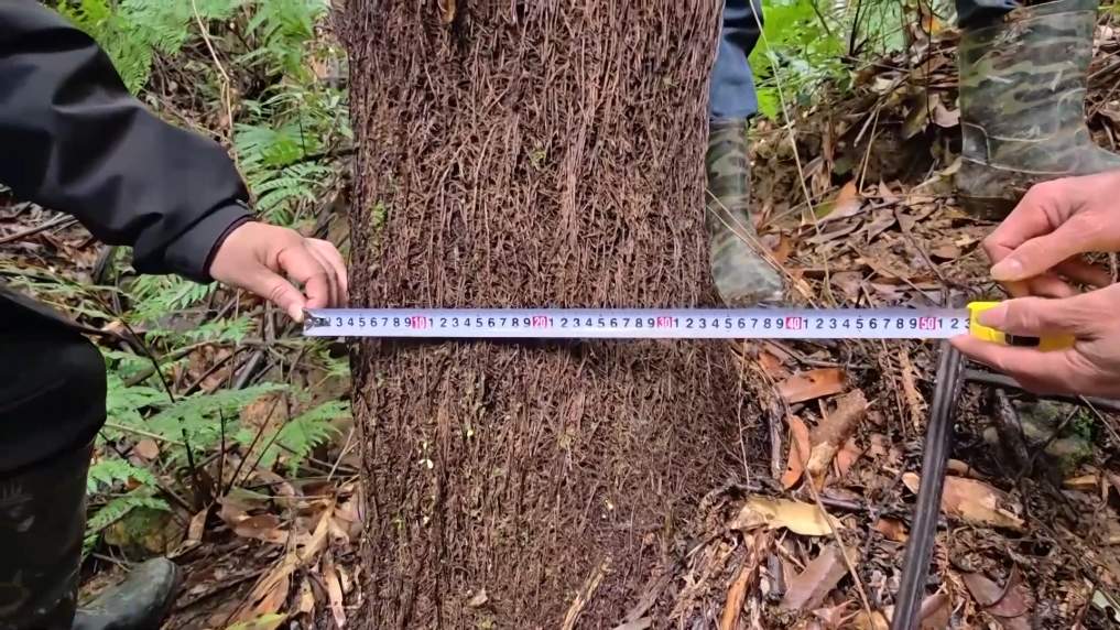 广西融安发现密集桫椤天然种群 曾是“恐龙口粮”