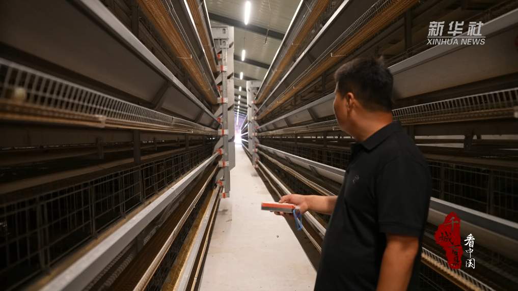 仅凭一部手机，山东让两万只山鸡过上“数字生活”