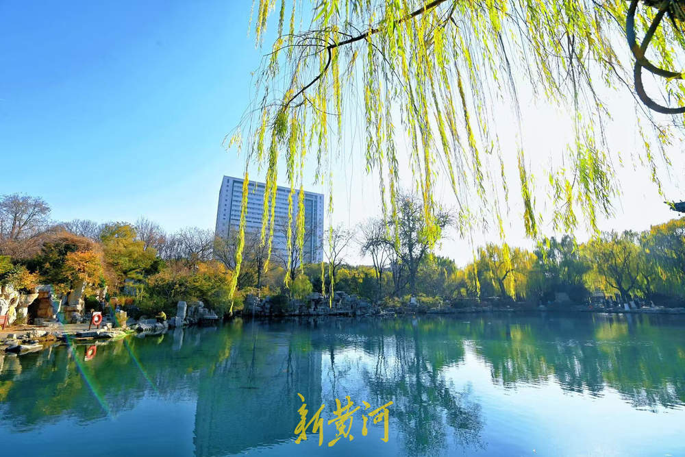 济南泉畔翠柳披“金”绘就冬日美景