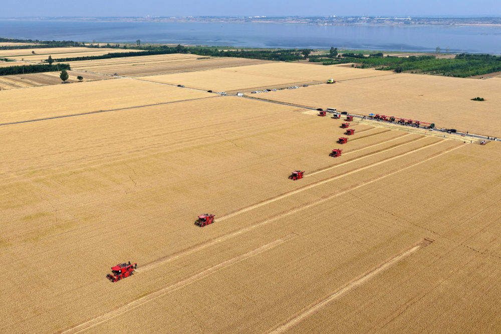 “三夏”大忙正当时 麦浪滚滚穗飘香