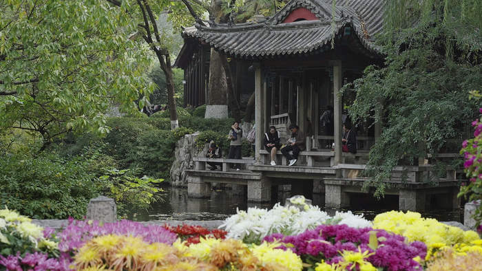 金秋菊展火热进行中 “菊花仙子”古风巡游成趵突泉里的亮丽风景线