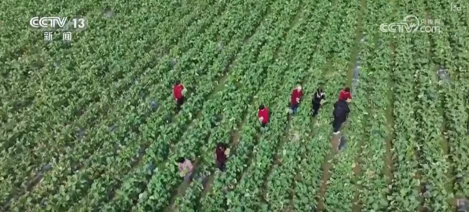 百姓“菜篮子”价优物丰四季安然 多举措有效保障春节供应