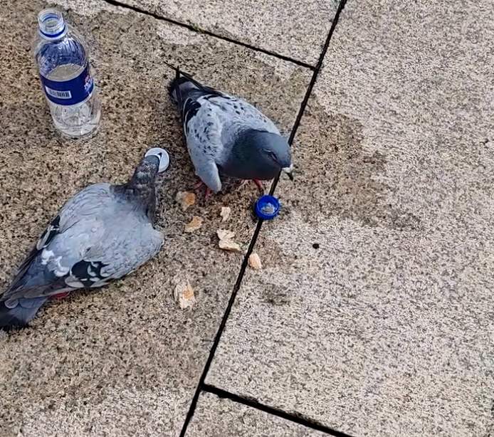 遇到疑似“迷路鸽”该怎么办？一文了解