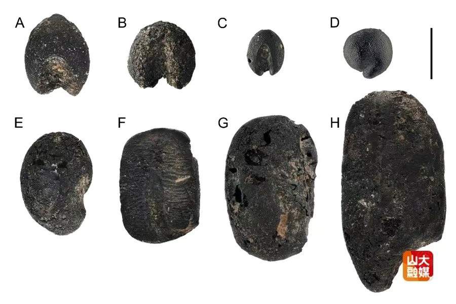 重大考古发现!山东发现9000年前炭化小豆,比黄帝炎帝的传说还要早4000年