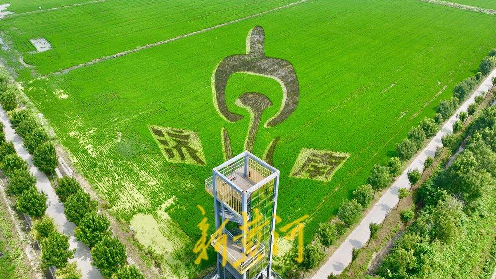 以稻为笔以地为纸 巨型稻田画揭面纱
