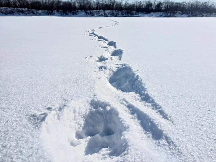 黑龙江饶河发现野生东北虎足迹