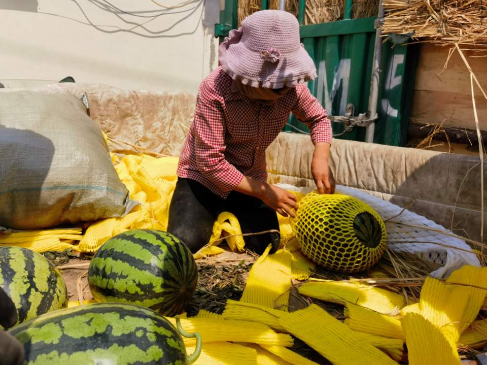 西瓜价格一周“拦腰斩”，供求关系失衡或为主因