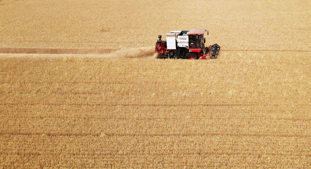 “三夏”大忙正当时 麦浪滚滚穗飘香