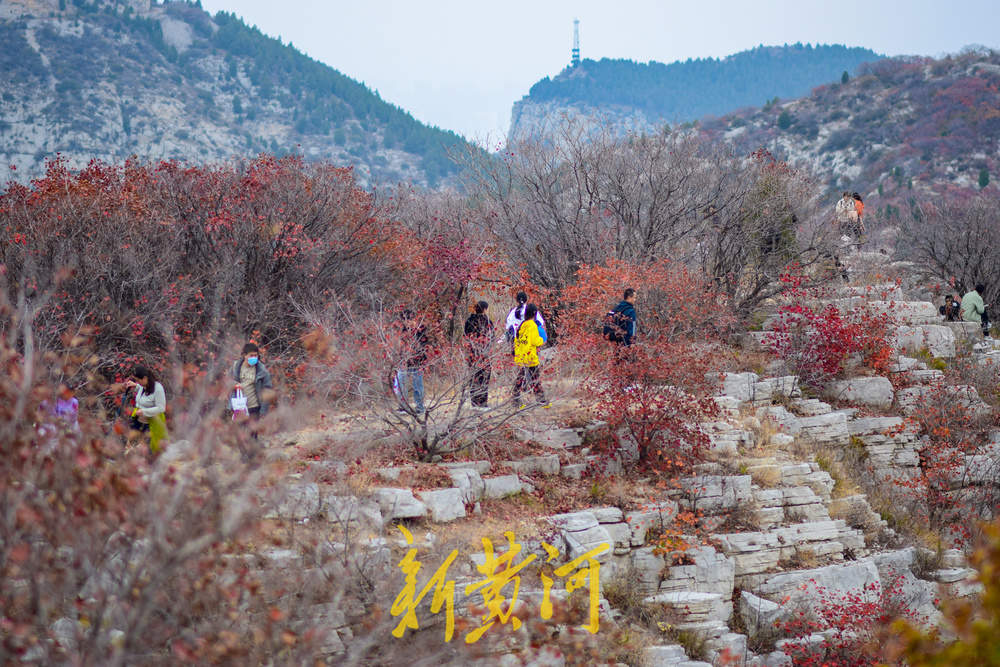 初冬时节红叶漫山，市民纷纷登山赏叶