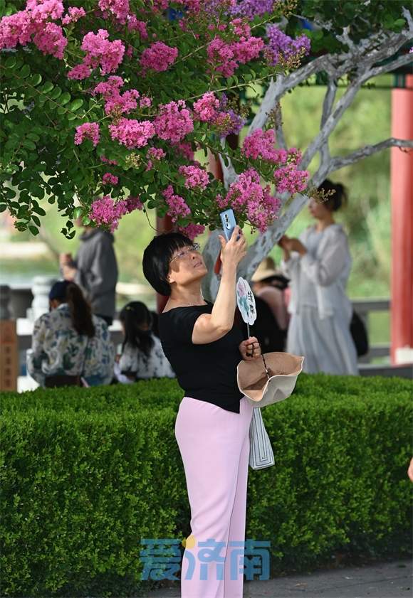 济南大明湖畔“夏紫薇”盛夏迎风开