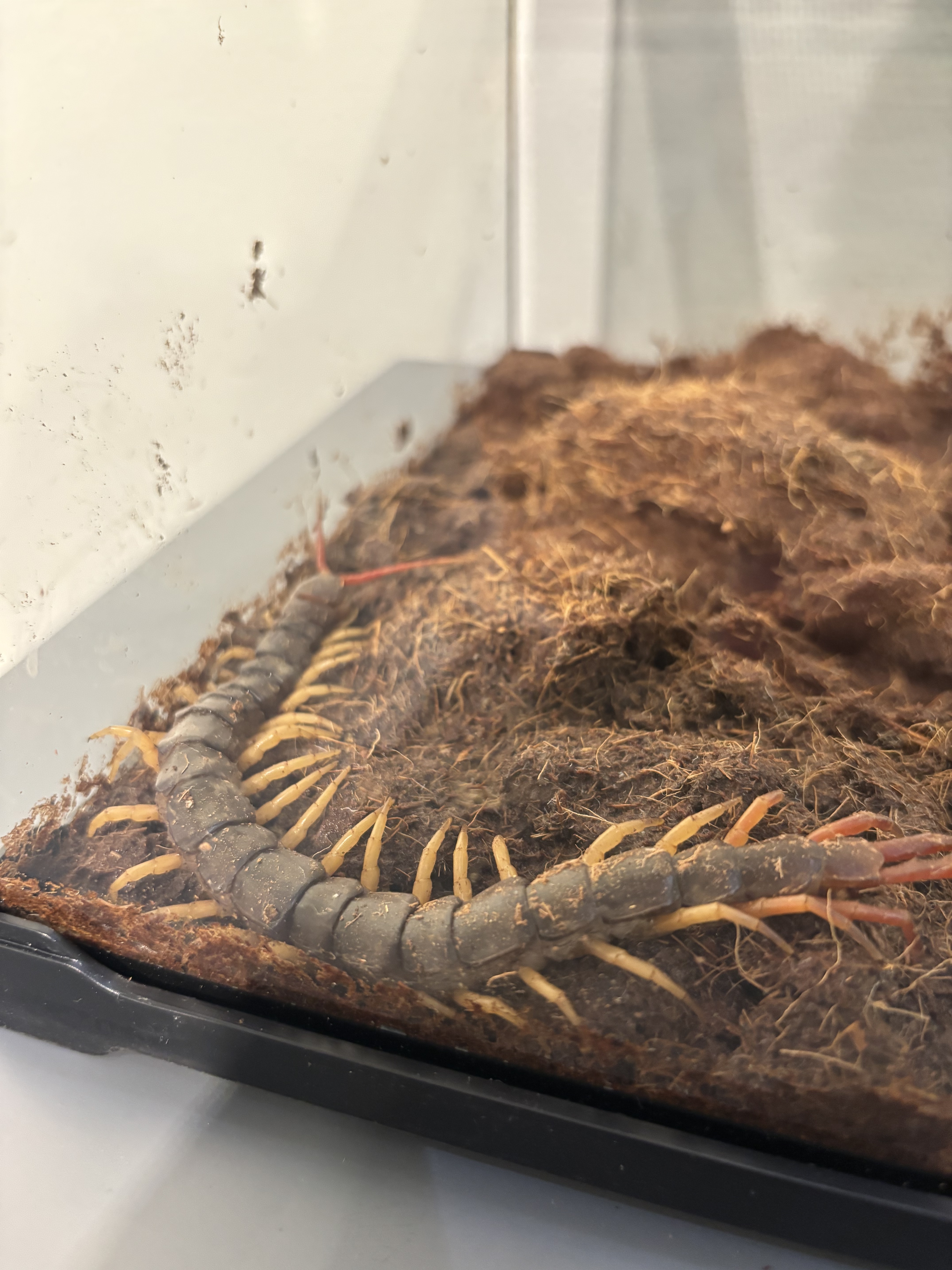 “时光印记”爬宠特展亮相泉城：在琥珀与活体间，探寻亿万年的生命回响