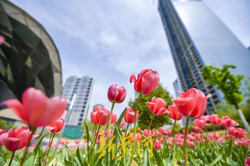 一年四季 泉在济南｜“郁”见明媚春光 人才公园绽放花海