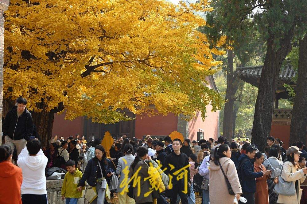 一年四季 泉在济南丨灵岩寺千年古银杏树换金装，深秋泉城诗意浓