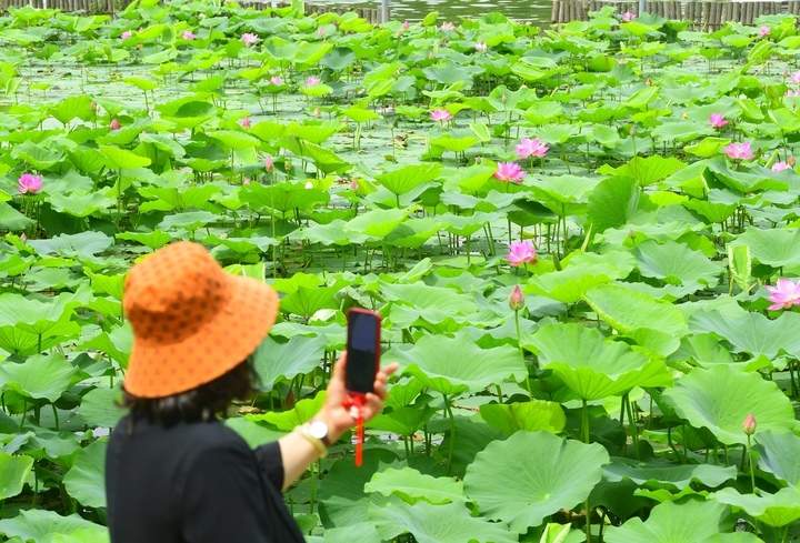 荷红叶绿满城香，明湖美景醉游人