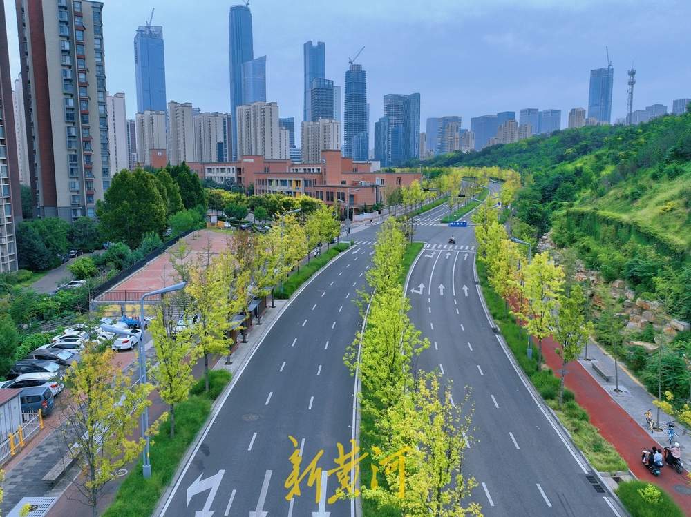 一年四季 泉在济南｜秋染泉城，娜塔栎为济南CBD道路镶“金边”