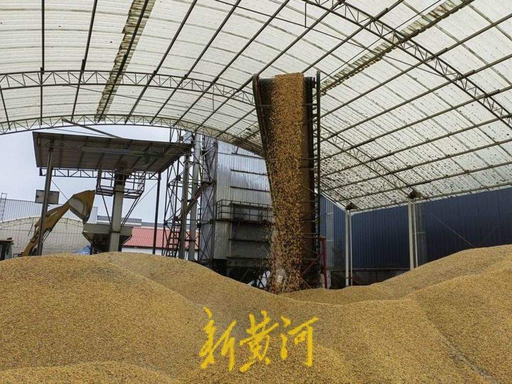 泉城秋收回望图丨技与保！烘干塔里的颗粒归仓