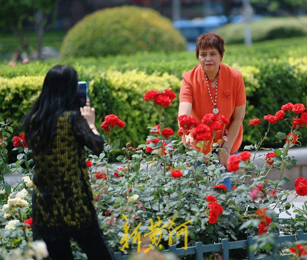 一年四季 泉在济南｜泉城广场：月季花廊花团锦簇 成初夏亮丽风景线