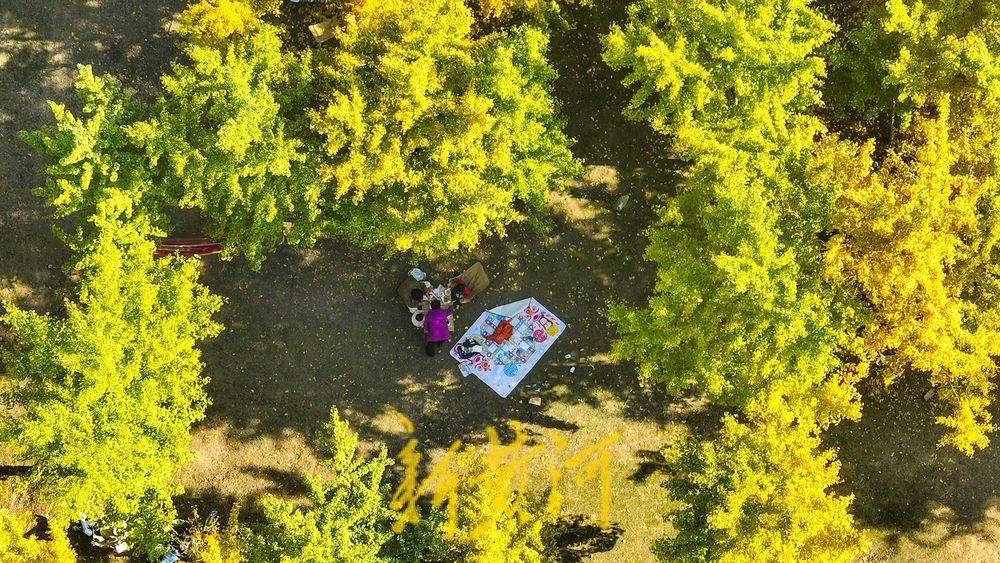 一年四季 泉在济南丨深秋百里黄河风景区，大堤戴上金绿相间的“项链”