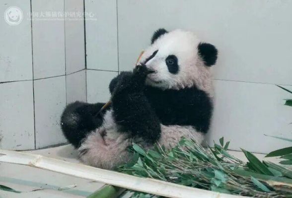 官方回应“全网最黑”大熊猫