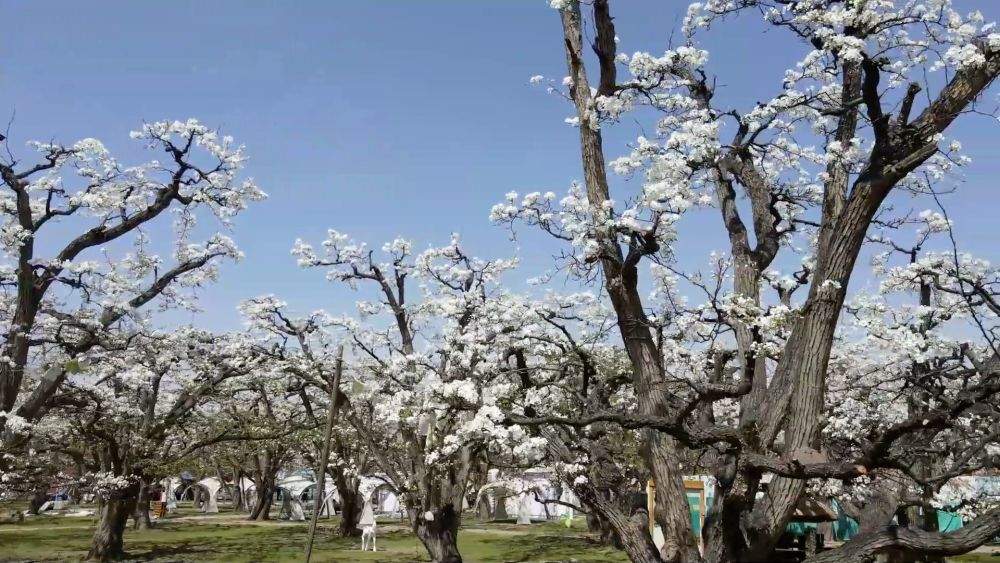 新华视点｜科技赋能 特色产业助力乡村振兴