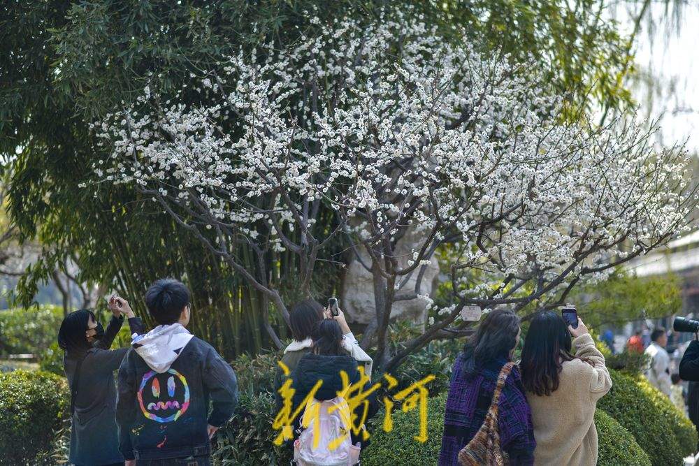 仲春时节开启“追花游”，济南踏青赏花热度攀升