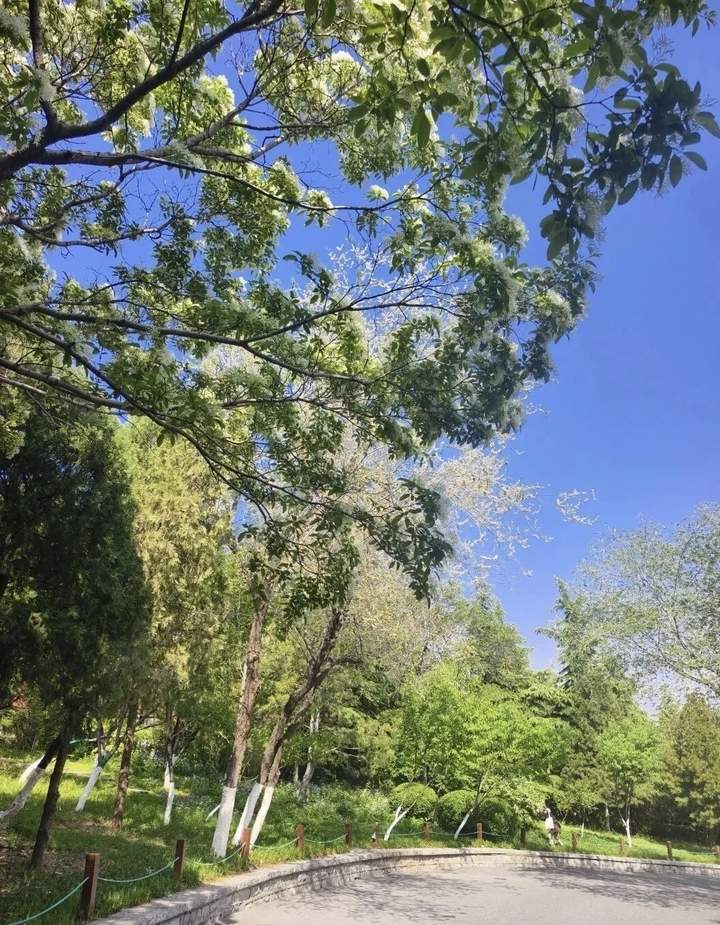 素衣流苏，花开如雪 千佛山邀您共赏流苏盛放