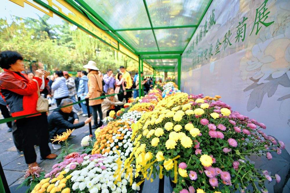 一步一景！趵突泉菊展进入最佳观赏期