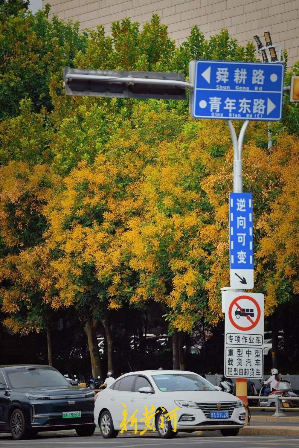 济南经十路栾树泛黄铺展秋日美景