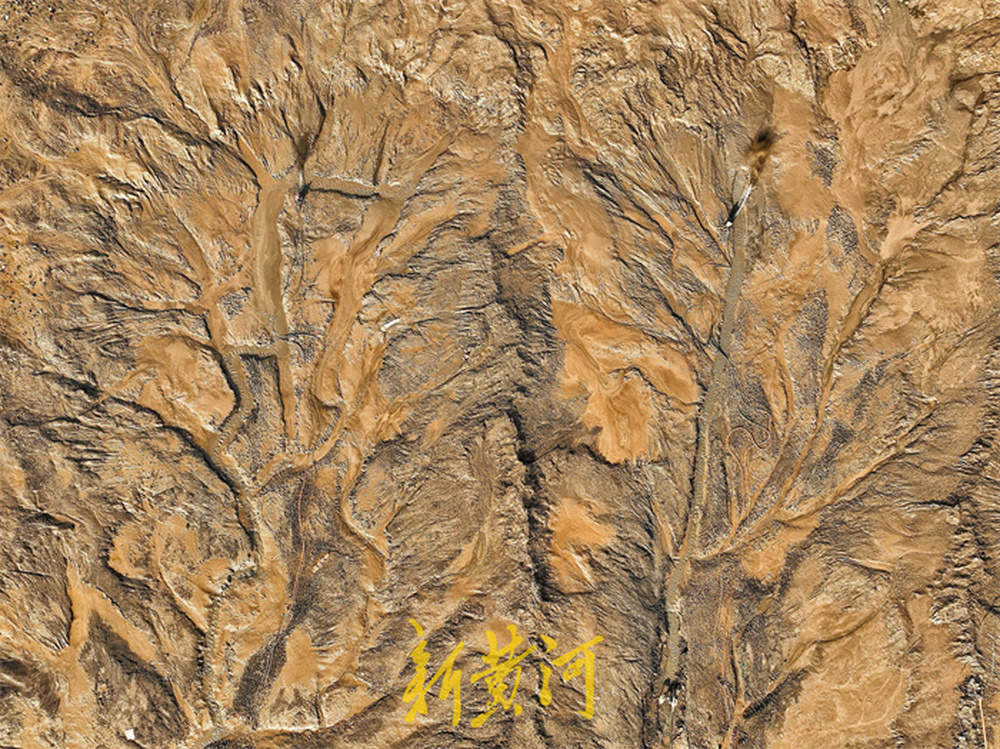 济南黄河北岸现“潮汐树” 壮美景观如同大地脉搏