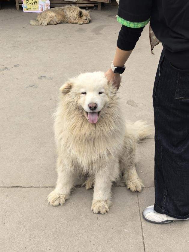 流浪动物救助的“毛细血管”：益禾堂五城六站公益行动纪实