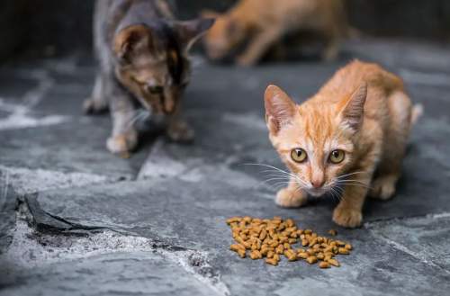 深挖2026年猫粮市场：梁小妖烘焙粮跻身天猫新锐前三，低温烘焙工艺成破局点