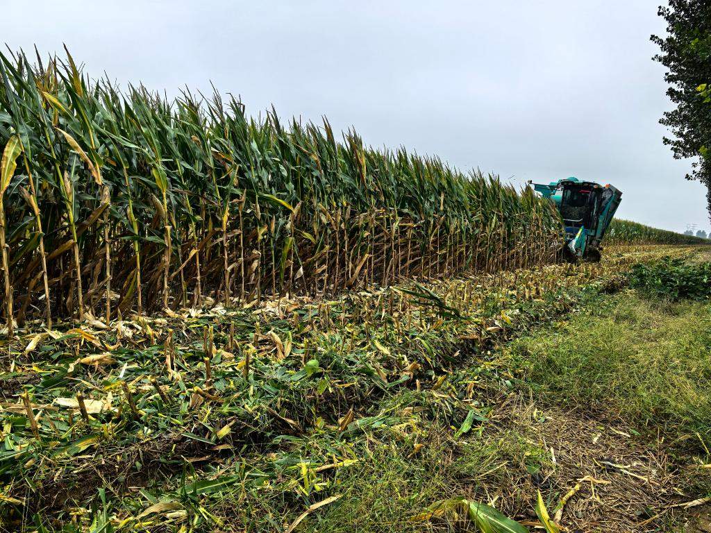 抢收，与连阴雨赛跑！——各地各部门全力以赴保秋收秋种