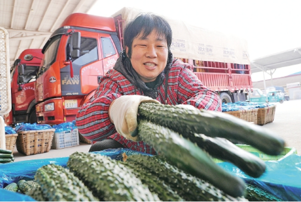 黄瓜晨市开市忙 出村进城销全国