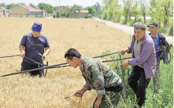 十年淬炼打破育种魔咒，基因破译改写种质历史——一粒中国好麦的“粮芯”独白