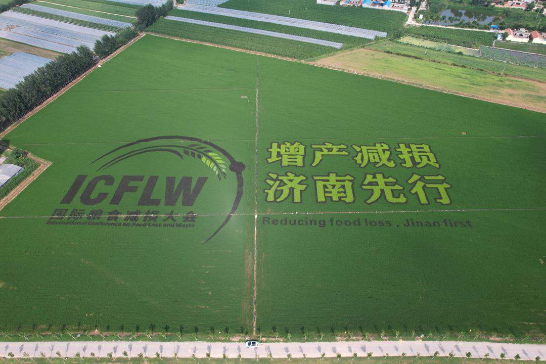 抢烘、待收有序，万亩秋粮保归仓