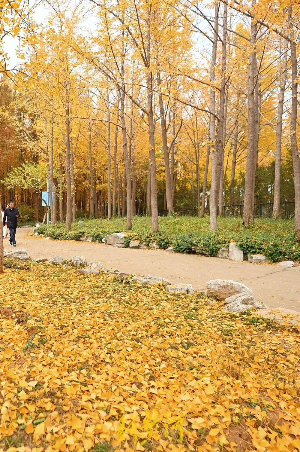 泉城公园银杏落叶缤纷美如画