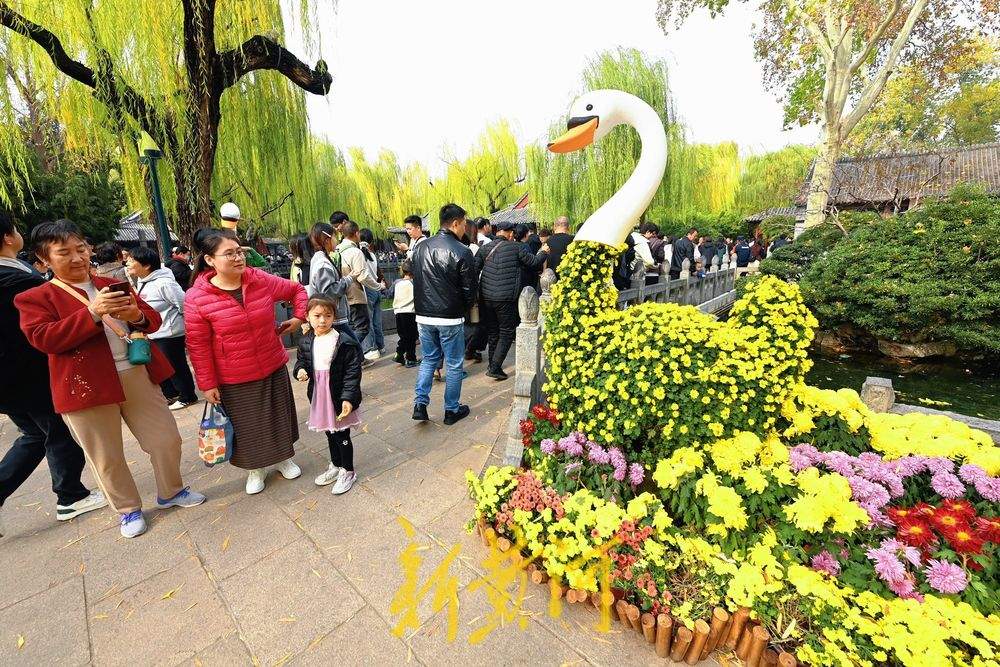 多彩菊花绽放趵突泉畔，扮靓初冬泉城