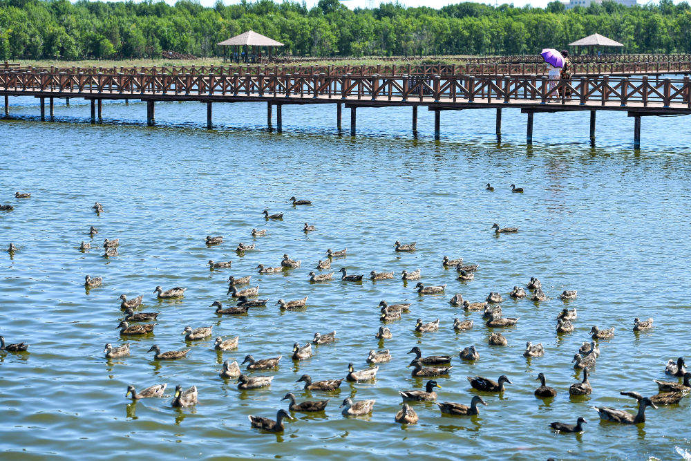 镜观·回响｜生态美，旅游兴——查干湖的绿色交响