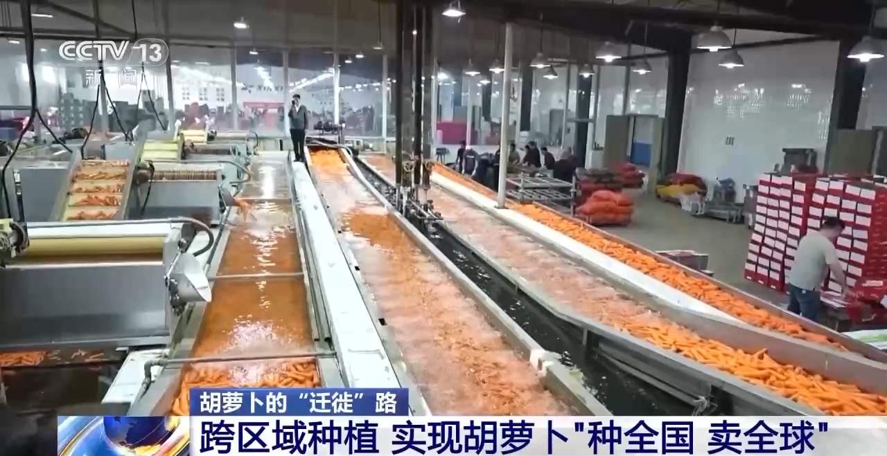 全国种，全球卖，寿光胡萝卜出圈！