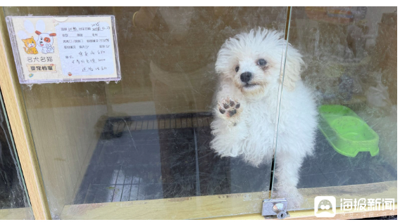 “免费”变“分期”?宠物店暗藏“猫贷”陷阱