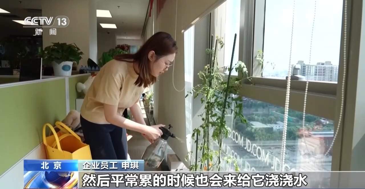 “工位种菜”走红 蔬菜盆栽成了“上班搭子”