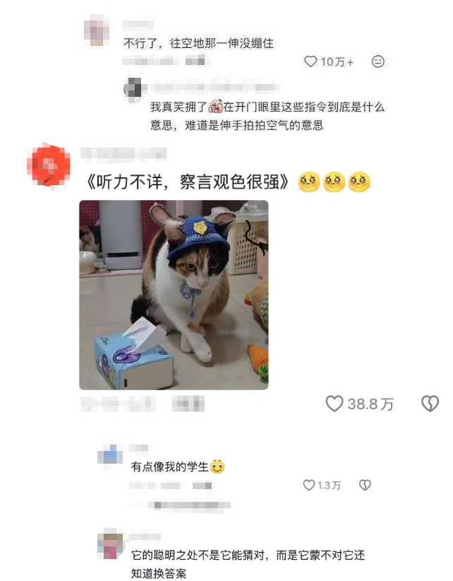 “萝卜纸巾猫”爆火，多地文旅火速加入，网友：可爱到上头