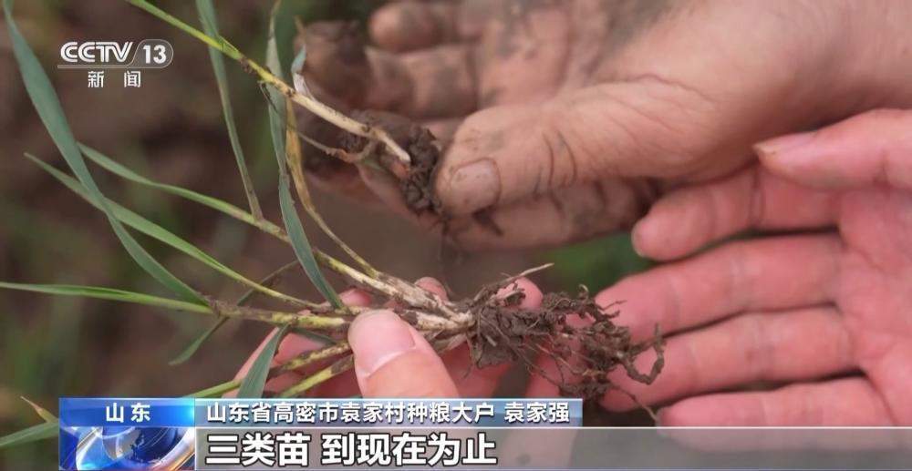 晚播麦吃上“营养餐”，山东精细化田管助小麦“强筋健骨”