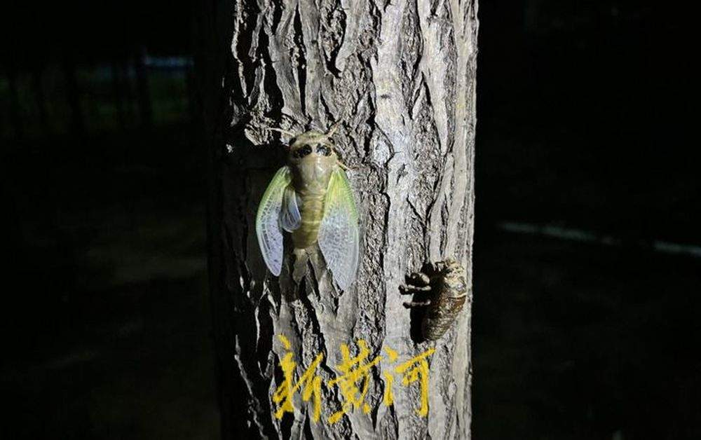 今年量少价高，济南金蝉百余元一斤赶超海鲜