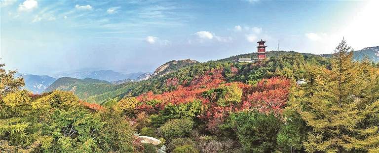 山东泰安泰山：古木凝翠 万物竞发